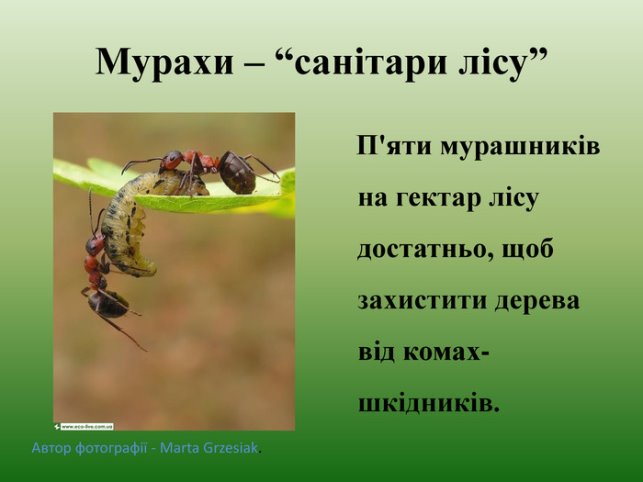 Презентація " Як живуть мурахи""